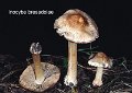 Inocybe bresadolae-amf1021